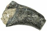 Fossil Desmostylus (Hippo-Like Animal) Premolar - California #241174-1